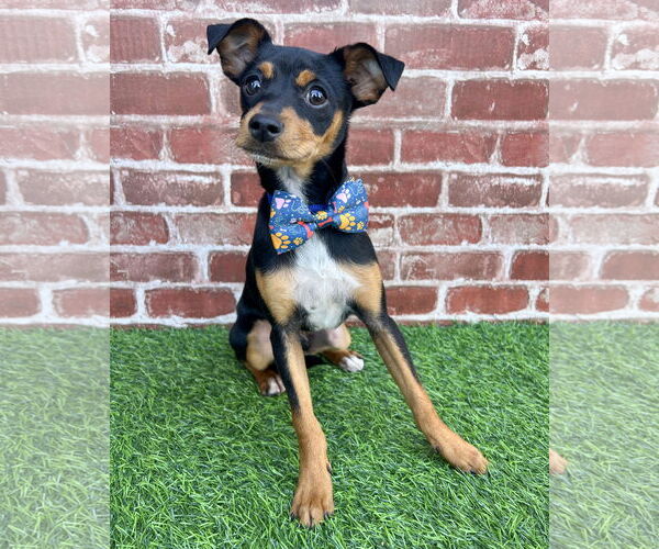 Medium Photo #1 Mutt Puppy For Sale in Corona, CA, USA