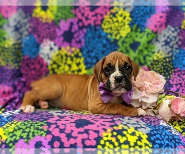 Medium Photo #7 Boxer Puppy For Sale in STEVENS, PA, USA