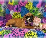Small Photo #7 Boxer Puppy For Sale in STEVENS, PA, USA