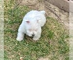 Small West Highland White Terrier
