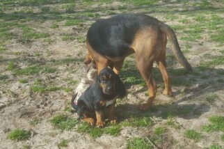 Bloodhound Puppy for sale in COMMERCE, TX, USA