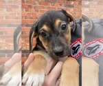 Small Photo #17 Beagle-Unknown Mix Puppy For Sale in McKinney, TX, USA