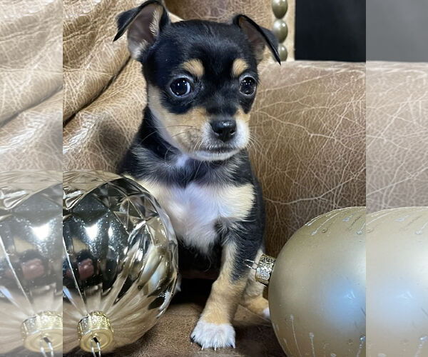 Medium Photo #2 Chihuahua-Unknown Mix Puppy For Sale in Milwaukie, OR, USA