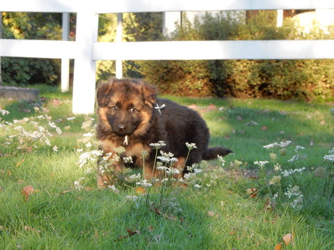 Medium Photo #16 German Shepherd Dog Puppy For Sale in FOREST GROVE, OR, USA