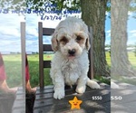 Puppy Chad Goldendoodle (Miniature)