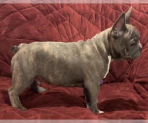 French Bulldog Puppy for sale in AVONDALE, PA, USA