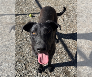 Great Dane-Unknown Mix Dogs for adoption in Elmsford, NY, USA