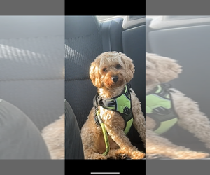 Father of the Cock-A-Poo-Jack Russell Terrier Mix puppies born on 11/24/2025