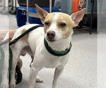 Small #1 Chihuahua Mix