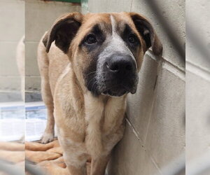German Shepherd Dog-Unknown Mix Dogs for adoption in Anchorage, AK, USA