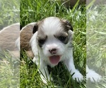 Puppy 3 Poodle (Miniature)-ShihPoo Mix