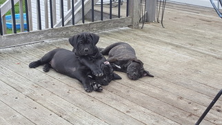 American Pit Bull Terrier-Cane Corso Mix Puppy for sale in SAINT FRANCIS, MN, USA