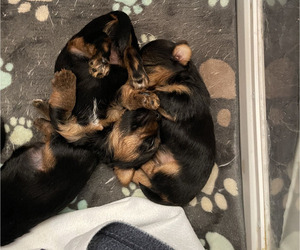 Yorkshire Terrier Puppy for Sale in COLONIAL HEIGHTS, Virginia USA