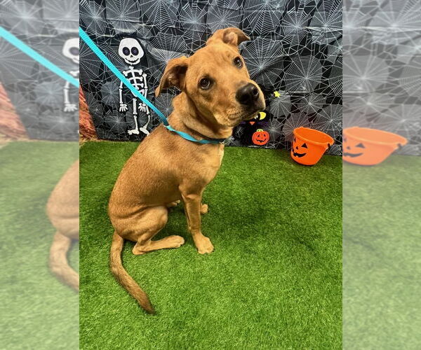 Medium Photo #1 Mutt Puppy For Sale in Euless, TX, USA