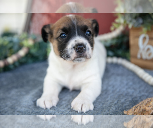 Medium Photo #10 Jack Russell Terrier Puppy For Sale in ETNA GREEN, IN, USA