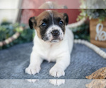Small #2 Jack Russell Terrier