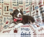 Small #5 Miniature Australian Shepherd