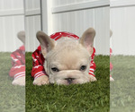 Small #1 French Bulldog
