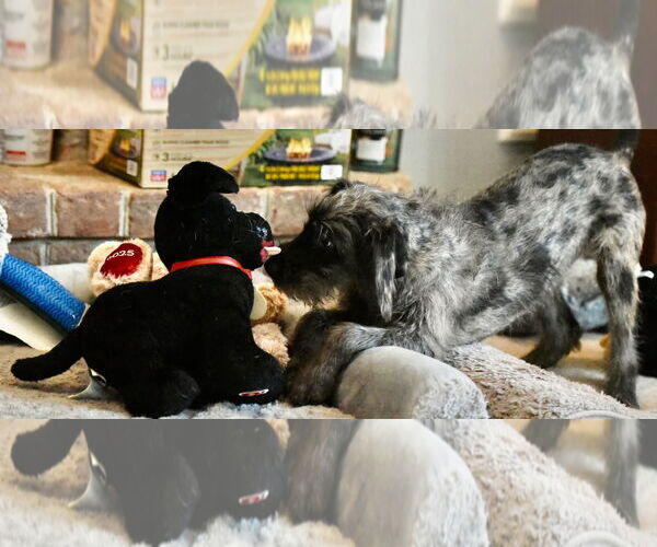 Medium Photo #1 Poodle (Miniature)-Unknown Mix Puppy For Sale in Mechanicsburg, PA, USA