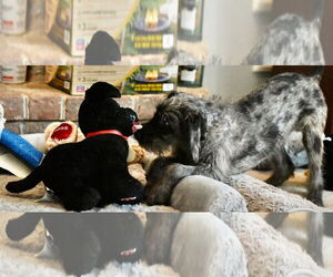 Poodle (Miniature)-Unknown Mix Dogs for adoption in Mechanicsburg, PA, USA