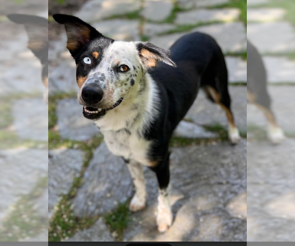 Medium Photo #9 Australian Shepherd-Unknown Mix Puppy For Sale in Cranston, RI, USA