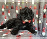 Small Photo #3 YorkiePoo Puppy For Sale in LAKELAND, FL, USA