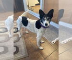 Small Border-Aussie