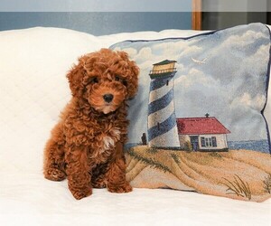 Cock-A-Poo Puppy for sale in APPLE CREEK, OH, USA