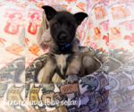 Small #6 German Shepherd Dog