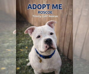 Manny (Roscoe) - Male American Bulldog-Staffordshire Bull Terrier Mix Dog for Adoption - Photo #8
