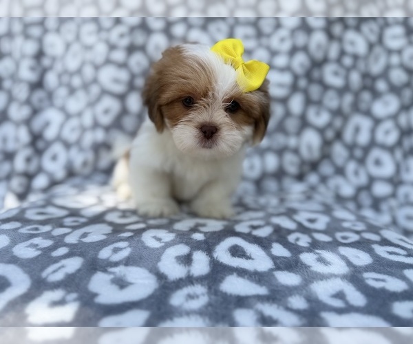 Medium Photo #3 Lhasa Apso Puppy For Sale in LAKELAND, FL, USA