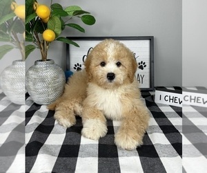 Bernedoodle (Miniature) Puppy for sale in FRANKLIN, IN, USA