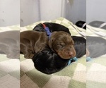 Small #4 Doberman Pinscher