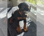 Puppy Maverick Doberman Pinscher