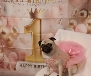 Pug Puppy for sale in EDGEWOOD, MD, USA
