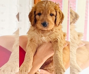 Goldendoodle Puppy for Sale in CAPITOLA, California USA