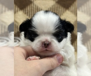 Japanese Chin Puppy for sale in SALEM, OR, USA