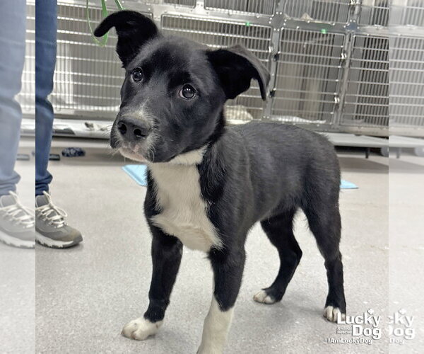 Medium Photo #2 Borador Puppy For Sale in Washington, DC, USA