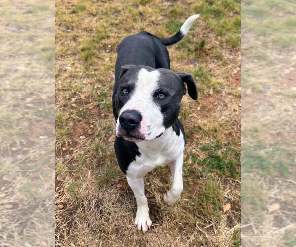 Medium Photo #3 Mutt Puppy For Sale in Bryant, AR, USA