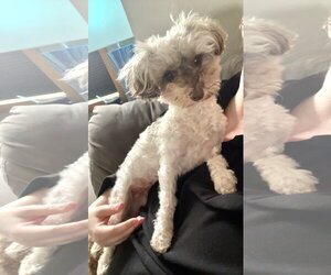 Havamalt Dogs for adoption in St. Louis Park, MN, USA