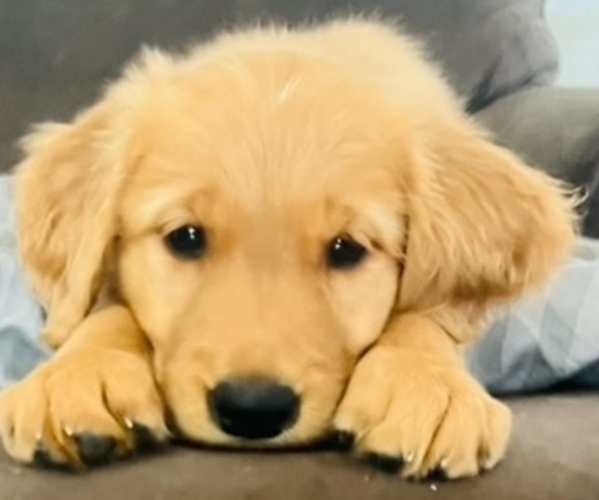 Medium Photo #5 Golden Retriever Puppy For Sale in FRESNO, CA, USA