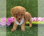 Small #8 Poodle (Toy)
