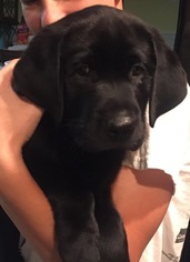 Labrador Retriever Puppy for sale in FALLSTON, MD, USA