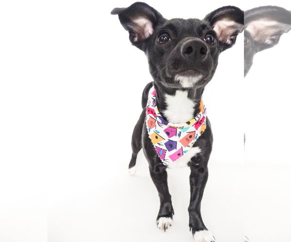 Medium Photo #2 Chiweenie Puppy For Sale in Phoenix, AZ, USA