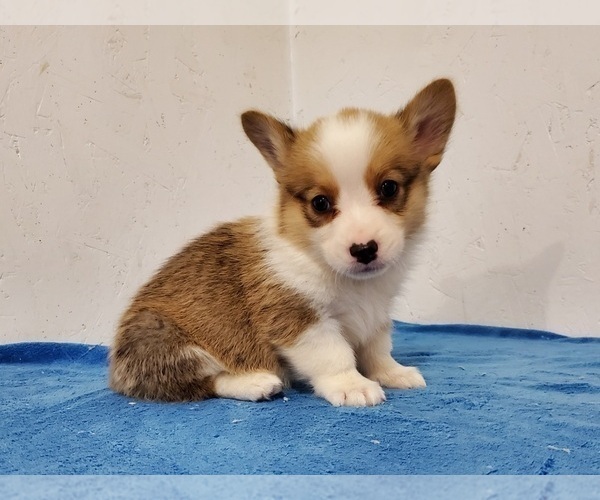 Medium Photo #8 Pembroke Welsh Corgi Puppy For Sale in CLARK, MO, USA