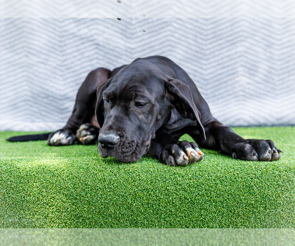 Medium Photo #151 Great Dane Puppy For Sale in WAKARUSA, IN, USA