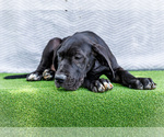 Small #6 Great Dane