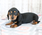 Small Photo #1 Dachshund Puppy For Sale in SHILOH, OH, USA