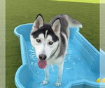 Small #1 Siberian Husky