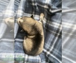 Small Photo #6 Siberian Husky Puppy For Sale in FAIRFIELD, CA, USA